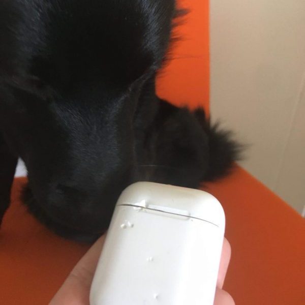 Собака, два iPhone и Air Pods — как животные уживаются с техникой Apple