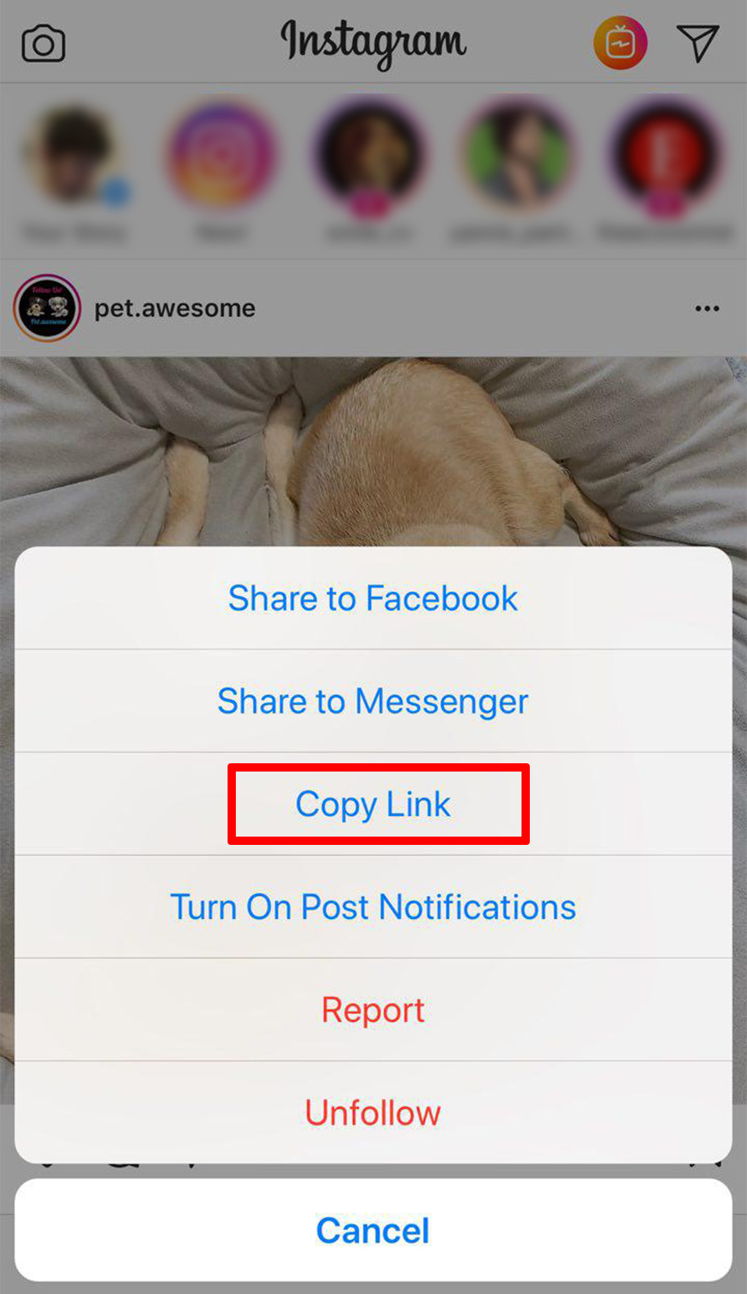 Приложение «Репост Эксперт» позволяет скачивать фото и видео с Instagram
